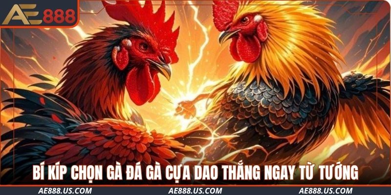 Bí kíp chọn gà đá gà cựa dao thắng ngay từ tướng