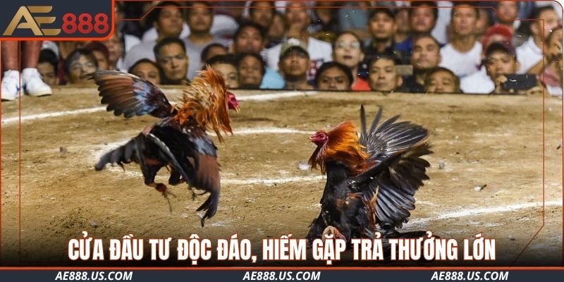 Cửa đầu tư độc đáo, hiếm gặp trả thưởng lớn