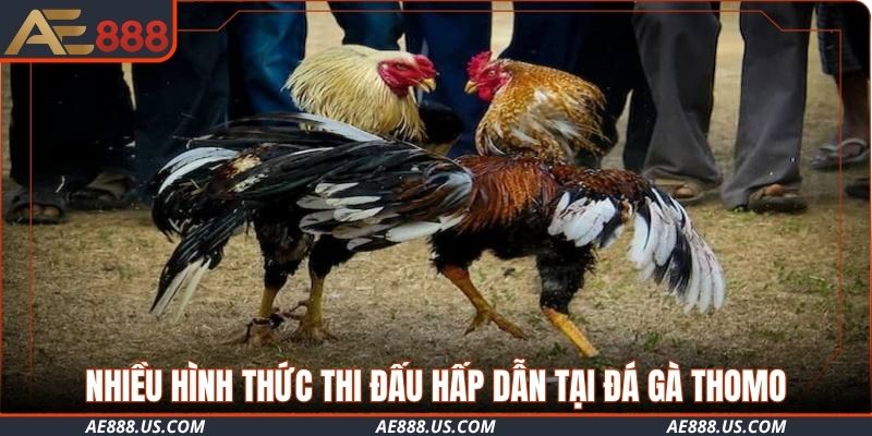 Nhiều hình thức thi đấu hấp dẫn tại đá gà Thomo