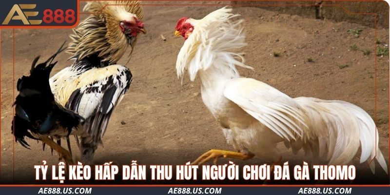 Tỷ lệ kèo hấp dẫn thu hút người chơi đá gà Thomo